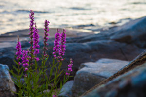 Vegetation on the shore, Stora Le Lake, Sweden Vegetation on the shore, Stora Le Lake, Sweden